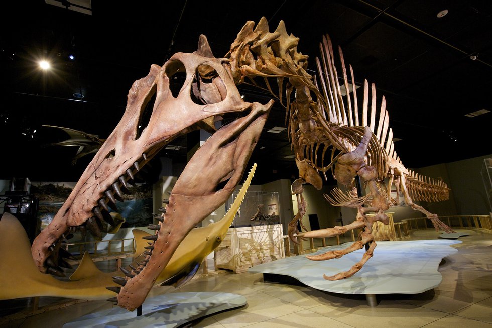 spinosaurus national geographic